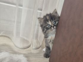 Bkh Kitten !!Abgabebereit!! Britisch Kurzhaar Babykatzen