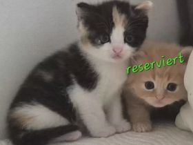 Bkh Kitten - ab sofort reservierbar ❤️ Britisch Kurzhaar Babykatzen