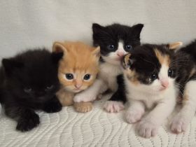 Bkh Kitten- ab sofort reservierbar ❤️ Britisch Kurzhaar Babykatzen