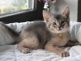 Vicco - ein kleiner Abessinier Variant/ Kurzhaar Somali sucht neuen "Wirkungskreis"