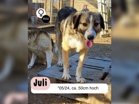 JULI sucht ihre Menschen