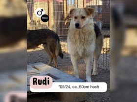 RUDI möchte sein Herz veschenken