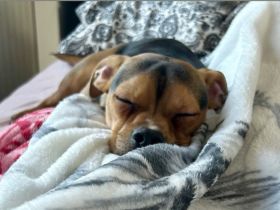 Mischlingsrüde Timon