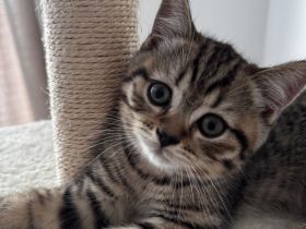 BKH Kitten braun getigert sucht ein neues Zuhause