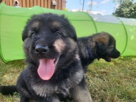 vom Schwalmtaler Dom
