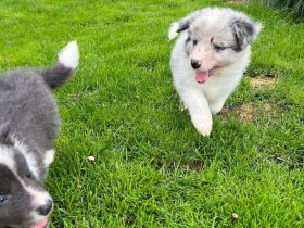 Border Collie Welpen