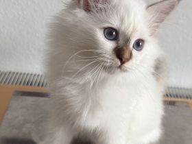 Heilige Birma Kater Choco tabby point und Katze Choco point 12 Wochen alt mit Stammbaum