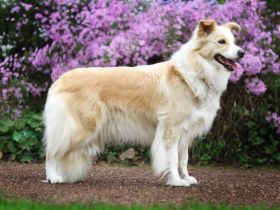 Wir erwarten unseren C-Wurf!