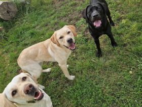 Labrador Deckrüde gesucht  - Wurfplanung 2026/2027