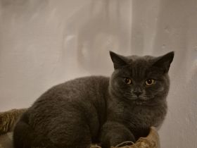 1 BKH WEIBCHEN NOCH ZU HABEN