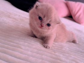 Zwei Katzen sucht neue Familie