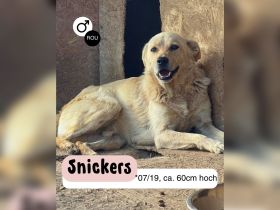 SNICKERS - zum anbeißen süß?