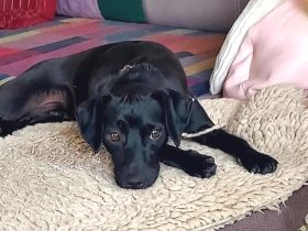 Sten, männlicher Pinscher-Mix (zur Pflege in 31688 Nienstädt)