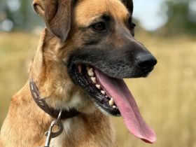 Petrokhan- der sanfte Held auf der Suche nach Liebe❤️🐶