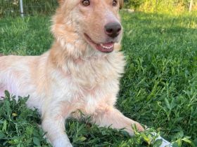 Oana (reserviert)- Zartes Hundeherz sucht liebevolles Zuhause🐶🏡