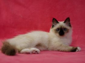 Heilige Birma-Ragdoll kitten