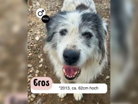 Senior EROS