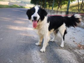 LIOR – Wieviel Leid kann ein Hundeherz ertragen?