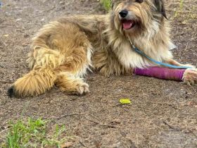 Nira- die süße Hundemaus, wartet auf ihre Familie!🍀🐶