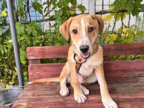 Wer gibt Suna eine Chance?