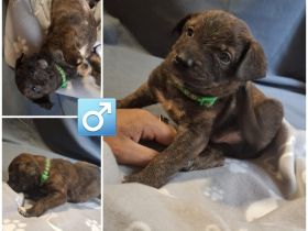 Appenzeller Labrador mix