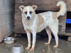 Gütiges Zuhause für Perwoll gesucht