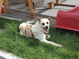 Gütiges Zuhause für Perwoll gesucht