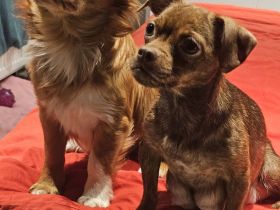 Chihuahua Pomeranianen mix