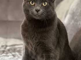 Wundervoller Kartäuser Kater sucht neues Zuhause❤️