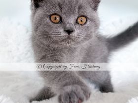 2 reinrassige BKH Kitten, exzellenter Stammbaum, Gesundheitszeugnis, suchen neues Kuschelplätzchen