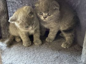 Britisch Kurzhaar Kitte