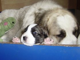 Mastin de los Pirineos Welpen