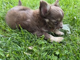 Chihuahua Welpe Rüde