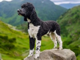 Königspudel Deckrüde