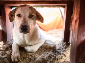 Welpenmädchen Bella