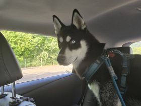 Husky Rüde 6 Monate alt