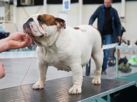 Reinrassiges, wunderschönes und süßes Englisches Bulldoggenmädchen mit FCI-Papieren