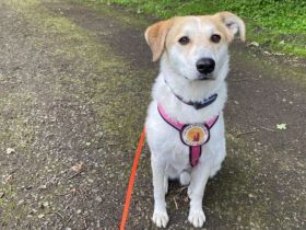 Entspannter Familienhund Semmerl wartet auf seine Chance!