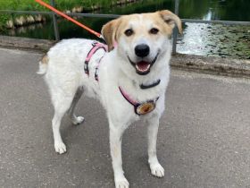 Entspannter Familienhund Semmerl wartet auf seine Chance!