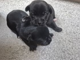 Mischlingswelpen Update 2 Weibchen sind noch zuhaben