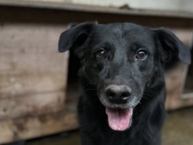 Geduldiges Zuhause für den liebenswerten Preto