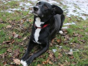 Zuhause gesucht für EMMA