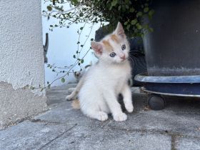 Baby Katze + Kater (weiblich + männlich ) Glückskatze Mischlings katze