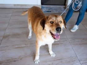 Stattlicher Bruce sucht sein Rudel