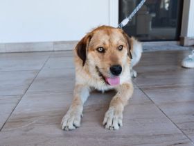 Stattlicher Bruce sucht sein Rudel