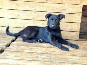 Nami sucht ihr Für-immer-Zuhause