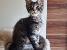 XXL Maine coon kitten Reinrassig auszugsbereit