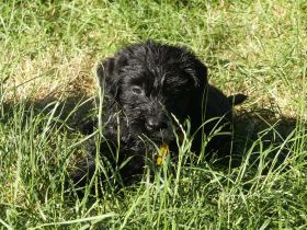 Riesenschnauzer schwarz Welpen mit FCI Ahnentafel