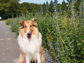 Colliedeckrüden amerikanische Linie