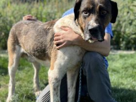 Kraftpaket Bean sucht sein Gegenstück